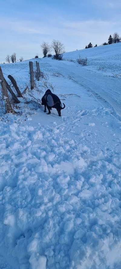 Rhodesian Ridgeback-Beitrag-Bild