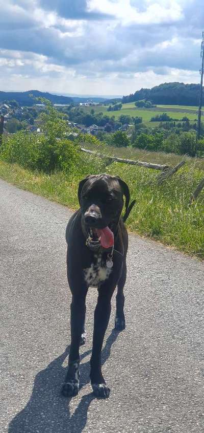 Rhodesian Ridgeback-Beitrag-Bild