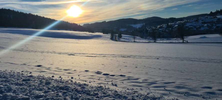 Rhodesian Ridgeback-Beitrag-Bild