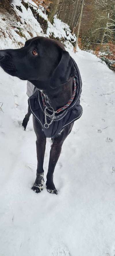 Rhodesian Ridgeback-Beitrag-Bild