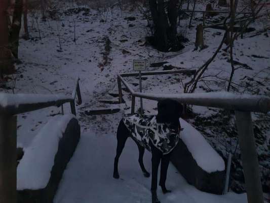 Rhodesian Ridgeback-Beitrag-Bild