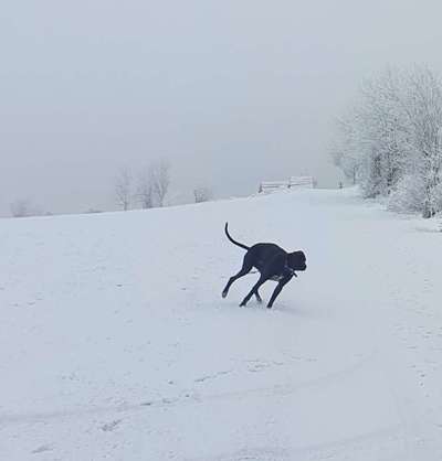 Rhodesian Ridgeback-Beitrag-Bild