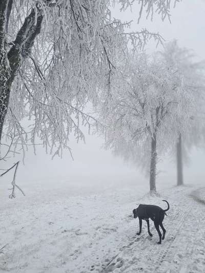 Rhodesian Ridgeback-Beitrag-Bild