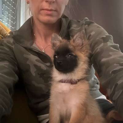 Hundetreffen-Welpen/ Minis treffen spielen laufen-Bild