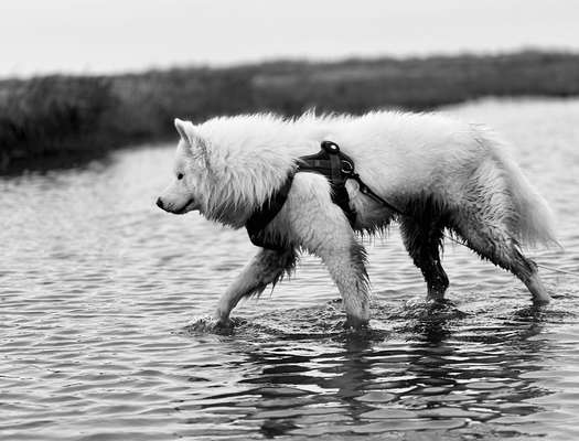 Samojede-Beitrag-Bild