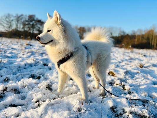 Samojede-Beitrag-Bild
