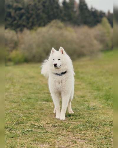 Samojede-Beitrag-Bild