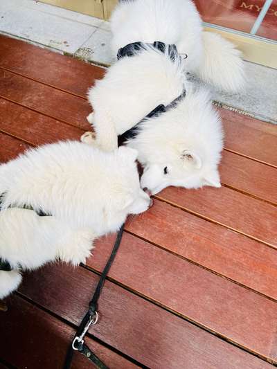 Samojede-Beitrag-Bild