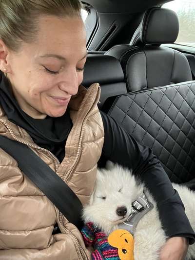 Samojede-Beitrag-Bild