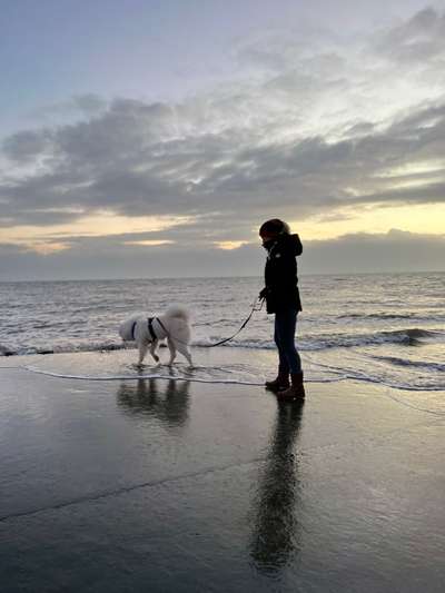 Samojede-Beitrag-Bild