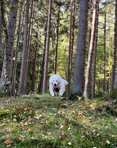Die Lieblingsrunde eures Vierbeiners-Beitrag-Bild