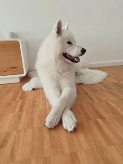 Samojede-Beitrag-Bild