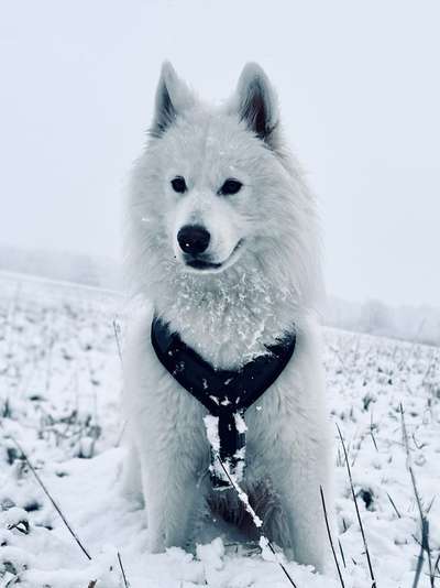 Samojede-Beitrag-Bild