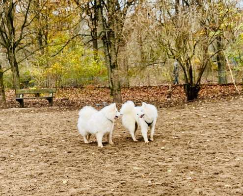 Samojede-Beitrag-Bild