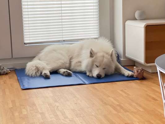 Samojede-Beitrag-Bild