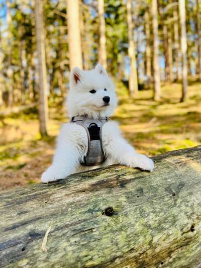 Die Lieblingsrunde eures Vierbeiners-Beitrag-Bild