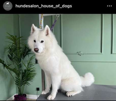 Samojede-Beitrag-Bild