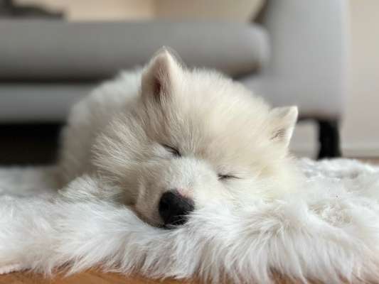 Samojede-Beitrag-Bild