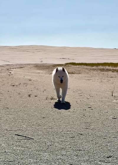 Samojede-Beitrag-Bild