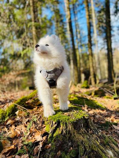 Die Lieblingsrunde eures Vierbeiners-Beitrag-Bild