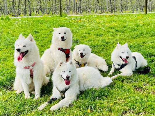 Samojede-Beitrag-Bild