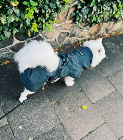 Hundekleidung (nicht nur für Pudel) bei nass/kaltem Wetter-Beitrag-Bild