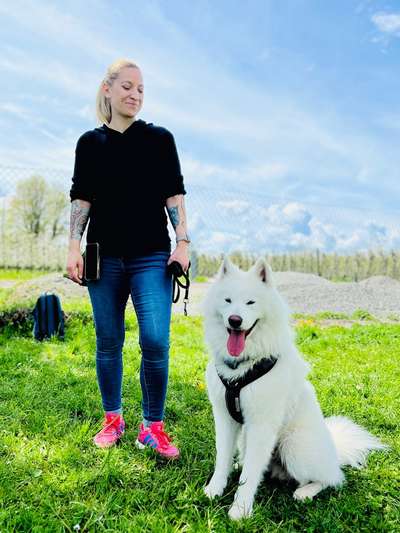 Samojede-Beitrag-Bild