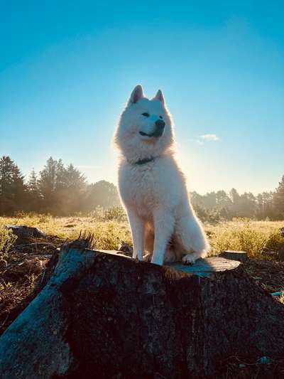 Würdet ihr euch die gleiche Rasse wiederkaufen?-Beitrag-Bild