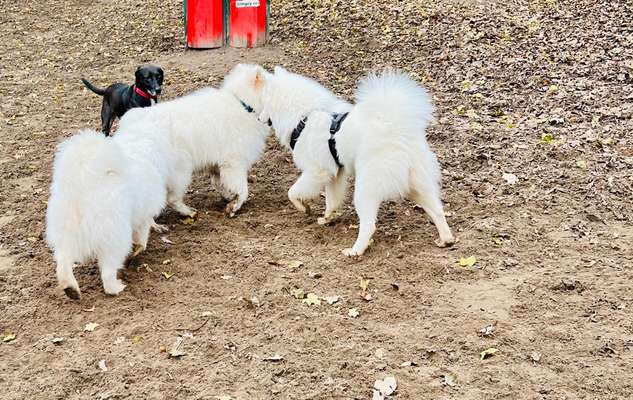 Samojede-Beitrag-Bild