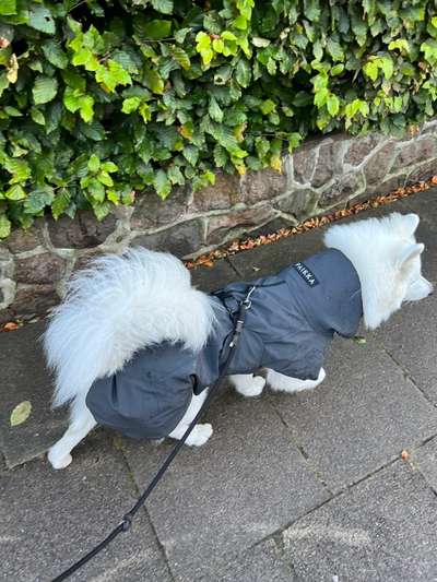 Samojede-Beitrag-Bild