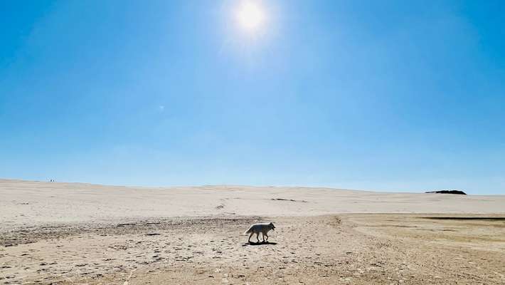 Samojede-Beitrag-Bild