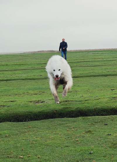 Samojede-Beitrag-Bild