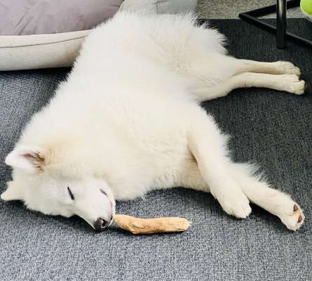 Samojede-Beitrag-Bild