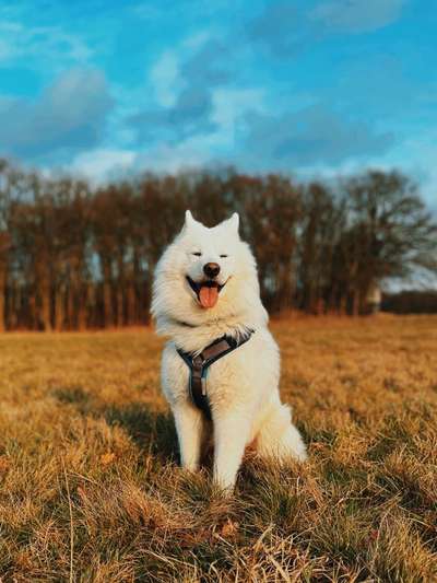 Samojede-Beitrag-Bild