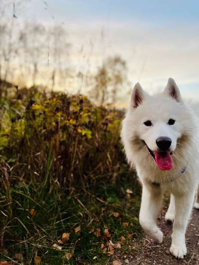 Samojede-Beitrag-Bild