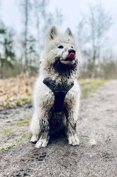 dirty Dog-Beitrag-Bild