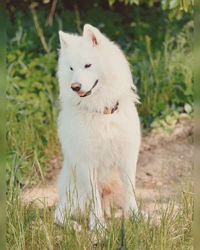 Samojede-Beitrag-Bild