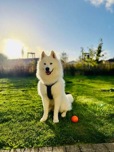 Samojede Besitzer-Beitrag-Bild