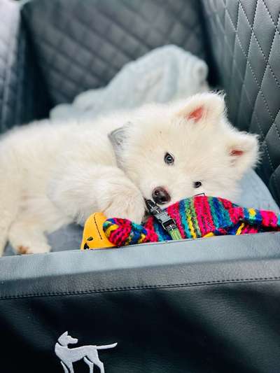 Samojede-Beitrag-Bild