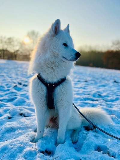 Samojede-Beitrag-Bild