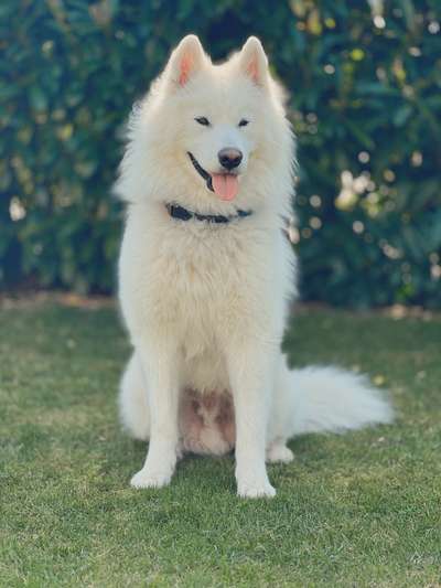 Samojede-Beitrag-Bild