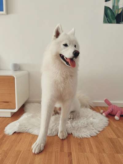 Samojede-Beitrag-Bild