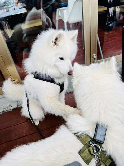 Samojede-Beitrag-Bild