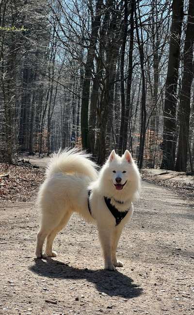 Samojede-Beitrag-Bild