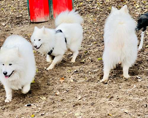 Samojede-Beitrag-Bild