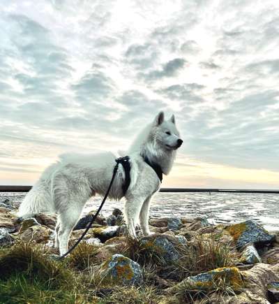 Samojede-Beitrag-Bild