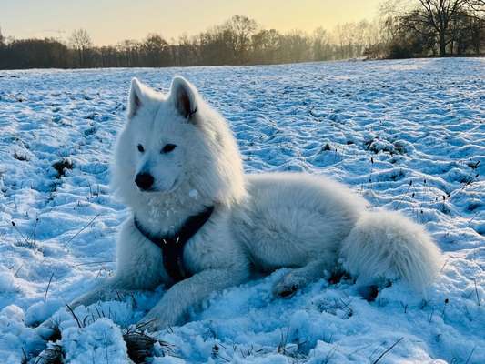Samojede-Beitrag-Bild