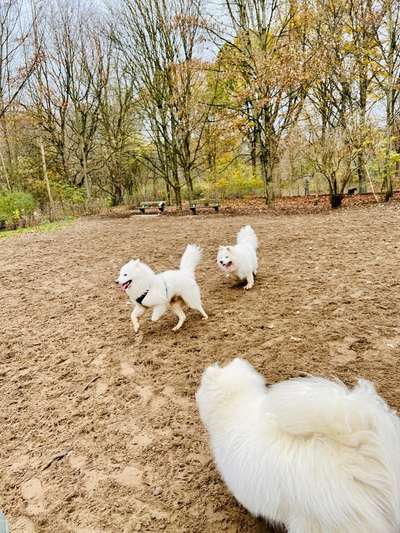 Samojede-Beitrag-Bild