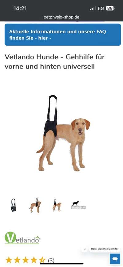 Hund nach Hüft-OP die Treppe hoch tragen-Beitrag-Bild