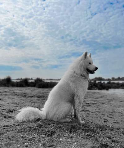 Samojede-Beitrag-Bild